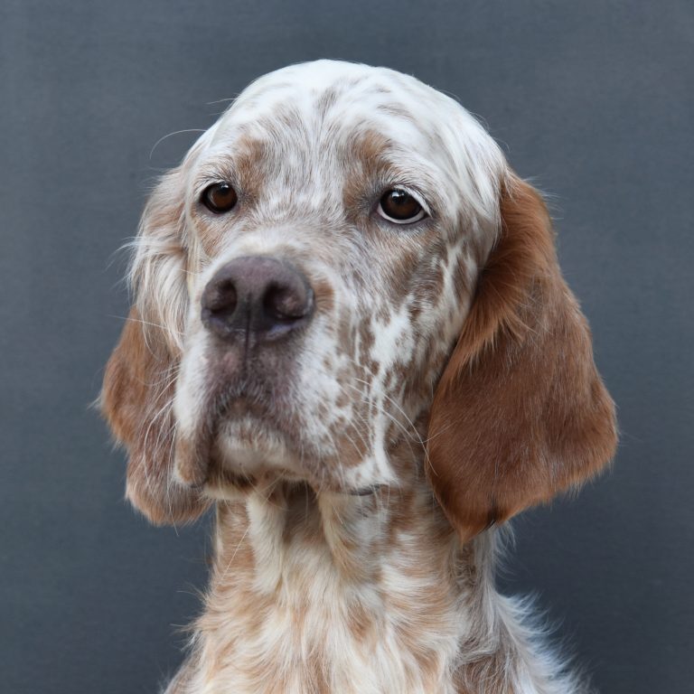 philip our dogs.jpg